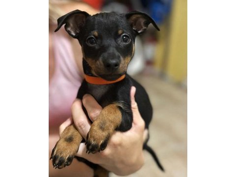 Satılık minyatür pinscher köpekler