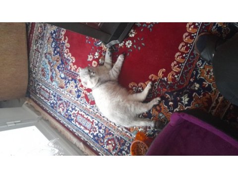 2 yaşında scottish fold