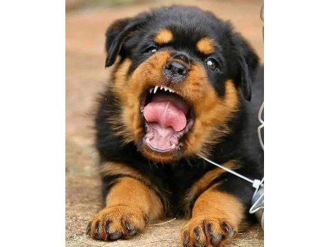 Macar rottweiler yavrular