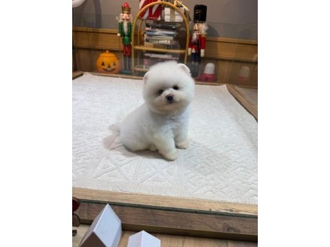 Yavru pomeranian boolar