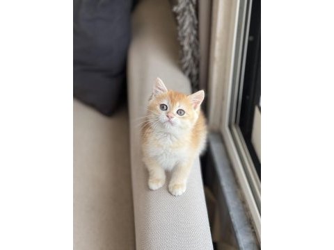 Güzellik abidesi golden british shorthair yavrum