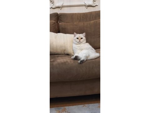 Şecereli brıtısh shorthaır ny1133