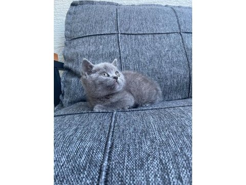 2 erkek british shorthair blue yavrular