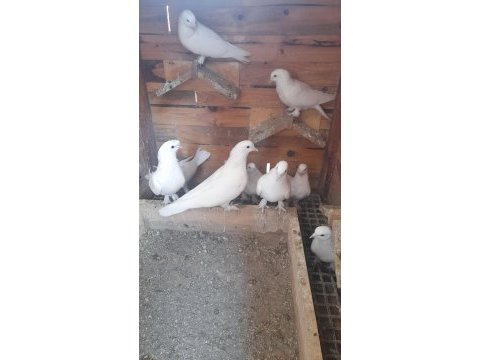 Bir kümes beyaz güvercinler 81 ile gönderim olur