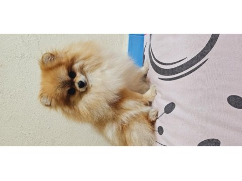 Pomeranian spitz