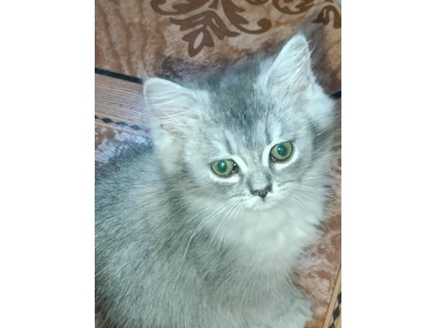 British longhair silver mükemmel gene sahipler