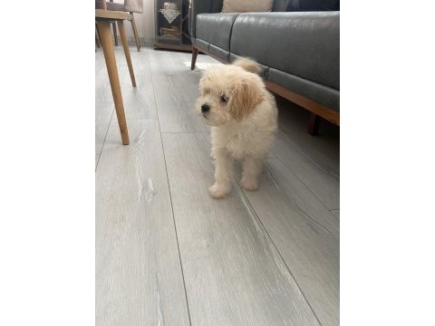 Ped eğitimli maltipoo