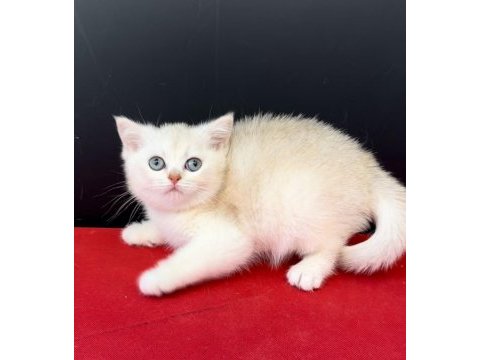 34 yıllık canpette silver gold blue british yavrular