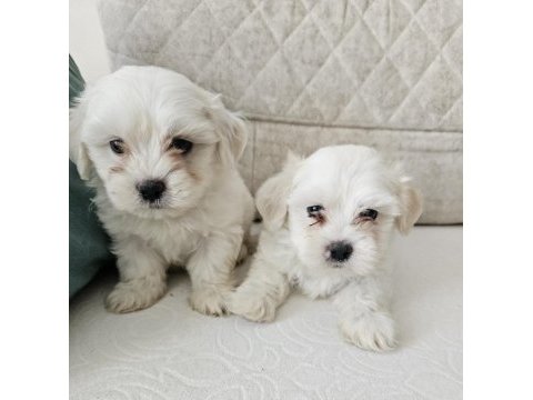 Maltese yavrular