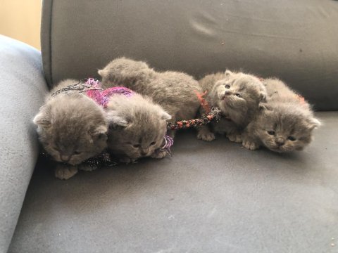 Dişi tombul scottish fold yavrular