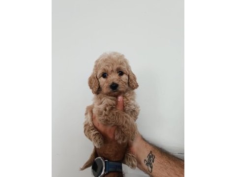 Dünya tatlısı maltipoo kaliteli bebekler