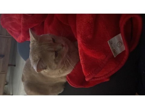 2 yaşında kısır british shorthair
