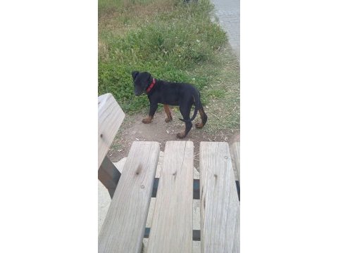 Satılık yavru doberman