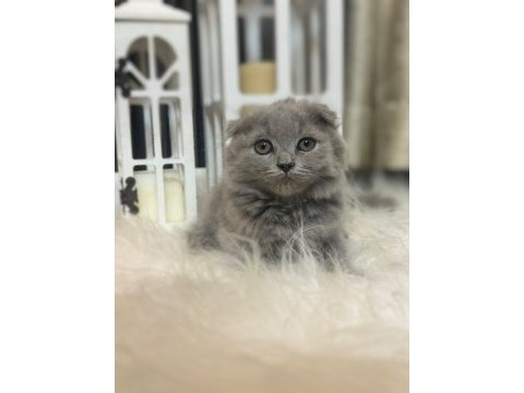 British shorthair kedimize sıcak bir yuva arıyoruz