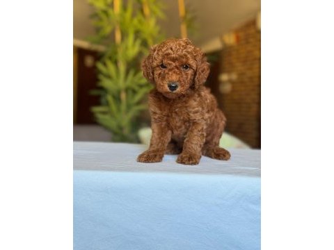 Show kalite toy poodle köpekler