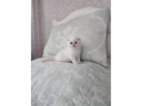 Exotic shorthair yavrumuz ve çok nadir tür foldex bebekler