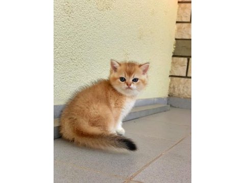 British shorthair golden erkek yavrular