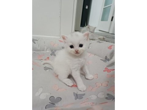 British longhair