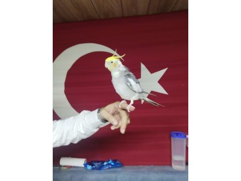 Sultan papağanı full evcil