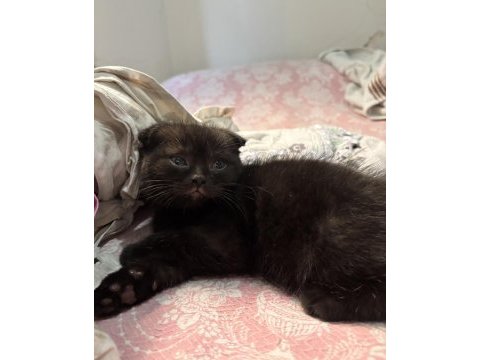 Scottish fold acı kahve