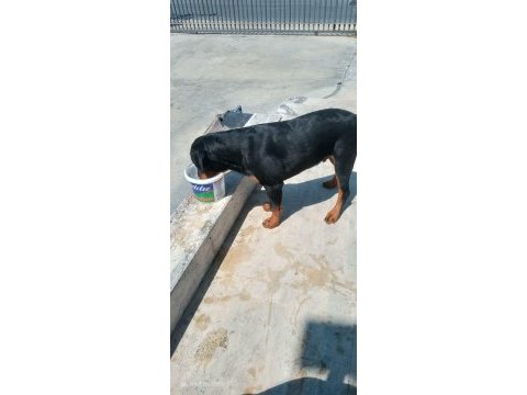 7 aylık rottweiler aşıları tam çipli kimlikli