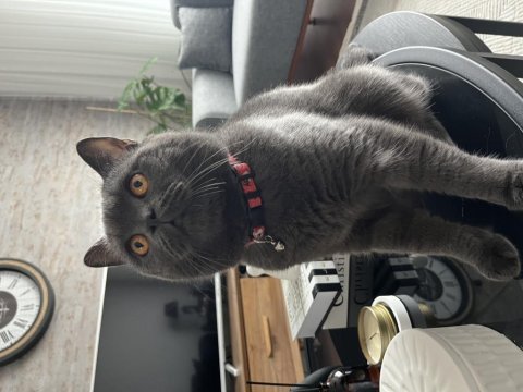 British shorthair duman için ömürlük yuva arıyoruz
