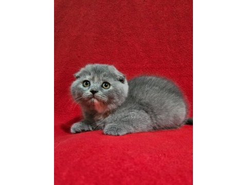 Koca kafalı sıfır kulak scottish fold yavrularımız