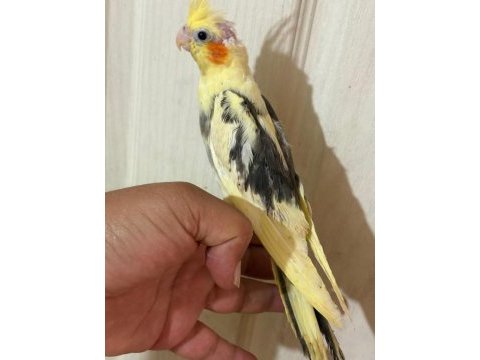 40 günlük full evcil pied renk bebek sultan