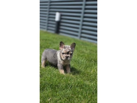Yakışıklı french bulldog yeni ailesini arıyor