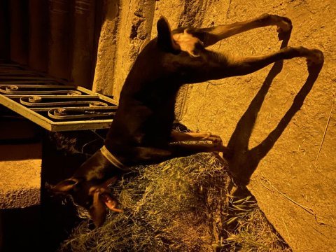 14 aylık dişi doberman