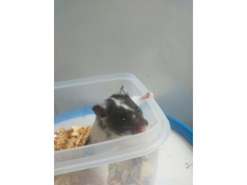 1.5 aylık yavru hamsterlar