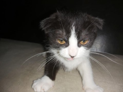 Bicolor scottish fold shorthair iki kardeş