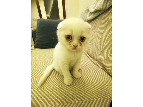 Dişi scottish fold 2 aylık
