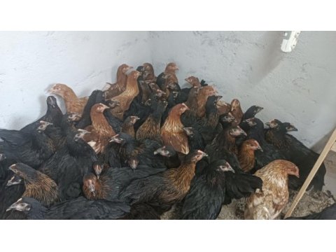 Ataks ve lohman 1100 gr yumurtaya yakın tavuklar