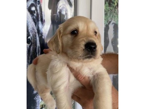 Golden retriever bebekler