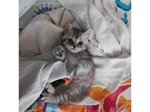 3 aylık dişi british shorthair