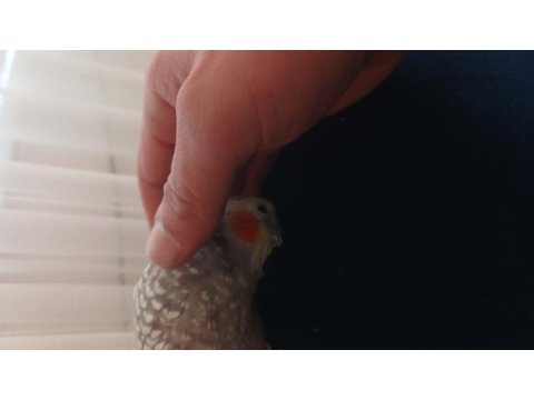 Paşam 11 aylık sultan papağanı
