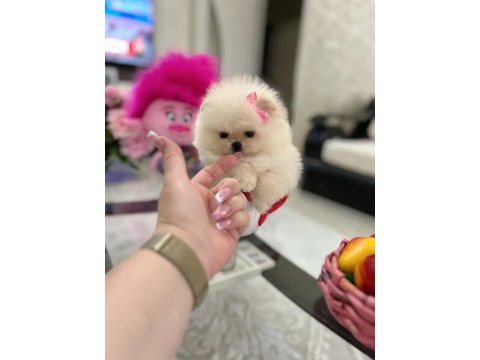Mikro boy pomeranian prenses
