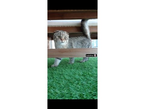 Scottish fold mama karşılığında sahiplendirmek istiyorum