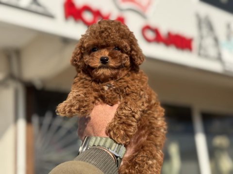 Boy ve kg ram garantili tea cup kore poodle 