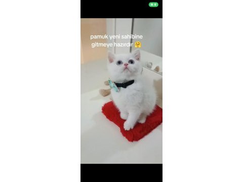 Dünya tatlısı scottish fold ve british yavrularım