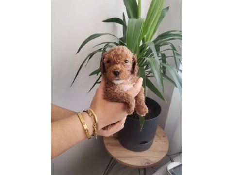 Üst kalite 0 numara maltipoo yavrularımız