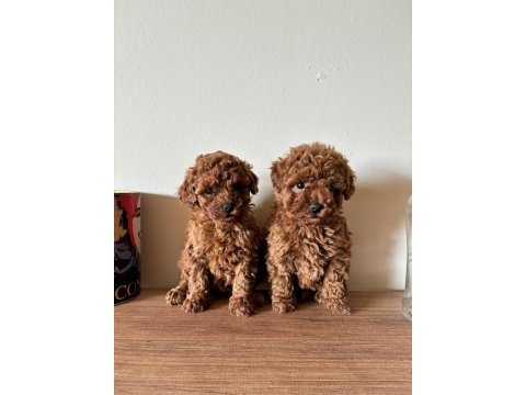Oyuncak boyutlu tatlış toy poodle bebekler
