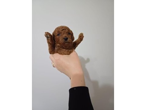 Kore red brown poodle a kalite bebek yüzlü 1 aylık oğlumuz