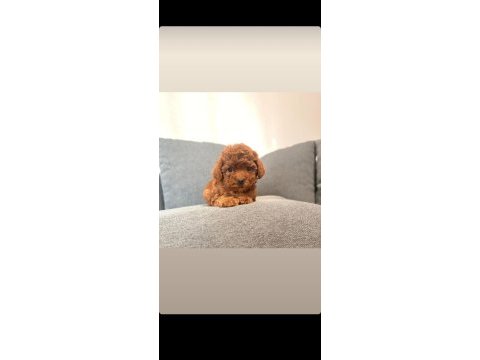 Toy poodle bebekler köpeklerimiz
