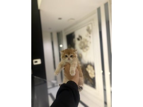 Show kalite brıtısh shorthair golden yavrular 