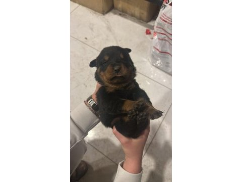 Rottweiler yavru köpekler