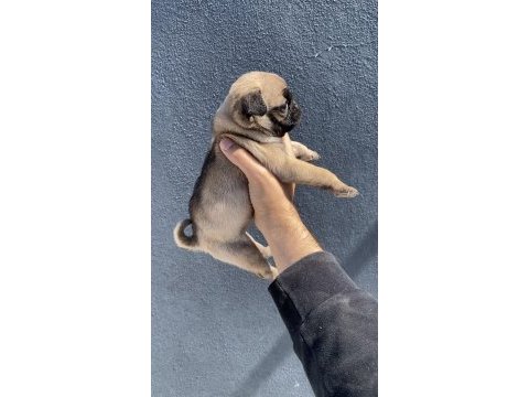 Pug mops yavrularımız sıfır burun gül kuyruk