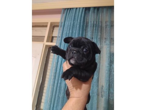French bulldog bebekler