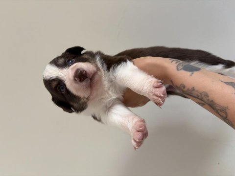Şampiyon soy şecereli annenin 4 dişi 1 erkek border collie